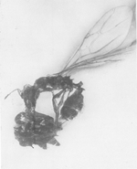 Hypopomyrmex Emery, 1891.png