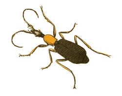 Illustrations of Exotic Entomology Galerita Americana.jpg