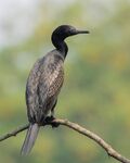 Indian cormorant1 bySaptarshiGayen.jpg