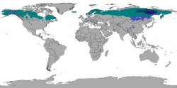 Köppen World Map Dsc, Dwc, Dfc, Dsd, Dwd and Dfd (Subarctic).svg