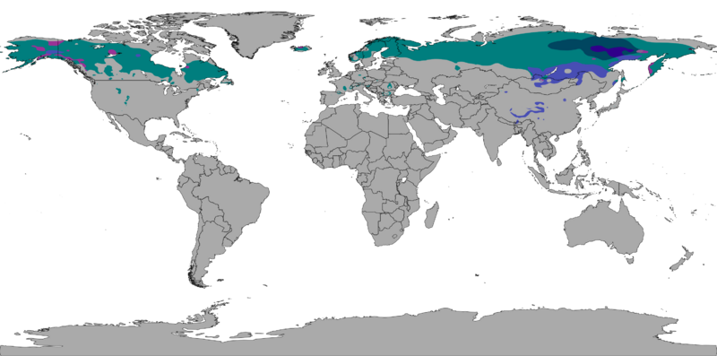 File:Köppen World Map Dsc, Dwc, Dfc, Dsd, Dwd and Dfd (Subarctic).svg