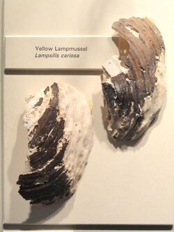 Lampsilis cariosa - Springfield Science Museum - Springfield, MA - DSC03467.JPG