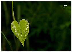 Leaf heart.jpg