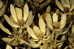 Leucadendron pubescens 5Dsr 0864.jpg