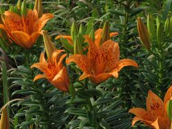 Lilium maculatum flower.jpg