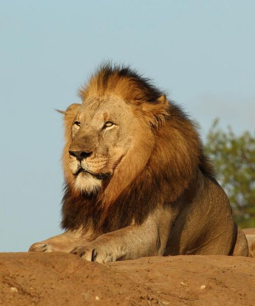File:Lion (Panthera leo) male 6y.jpg