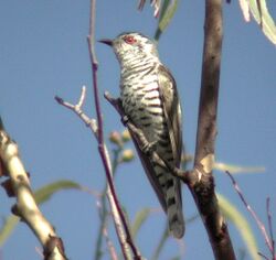 Little Bronze Cuckoo male Kobble.jpg