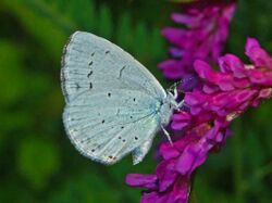 Lycaenidae - Celastrina argiolus-6.JPG