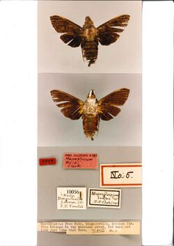 Macroglossum buini holotype (Papua New Guinea, Bougainville, Buin) (CMNH).jpg