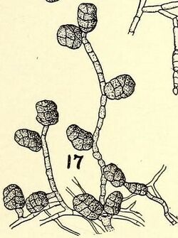 Macrosporium sarcinula on leached agar.jpg