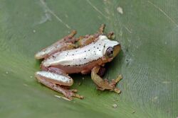 Madagascar reed frog (Heterixalus punctatus) Mantadia.jpg