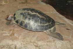 Malaysian Painted River Turtle 2.jpg