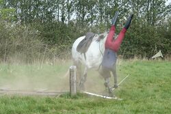 Man falling of horse.jpg