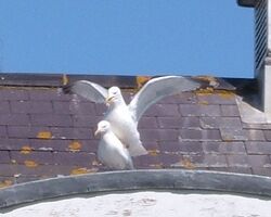 Mating seagulls.jpg