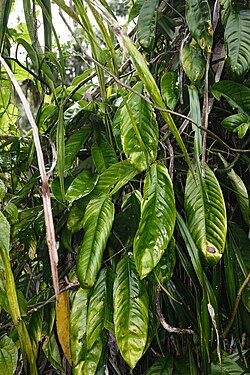 Mature leaves of a Rhaphidophora guamensis over grown on a tree.jpg