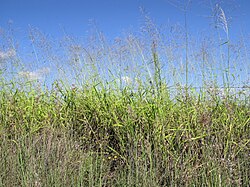 Megathyrsus maximus habit9 - Flickr - Macleay Grass Man.jpg