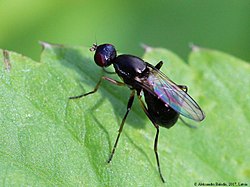 Meroplius is a genus of flies in the family Sepsidae.