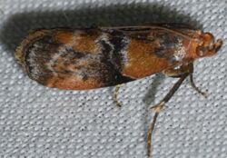 Meroptera cviatella - Poplar Bud Borer Moth (14154051660).jpg