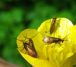 Micropterix calthella.jpg