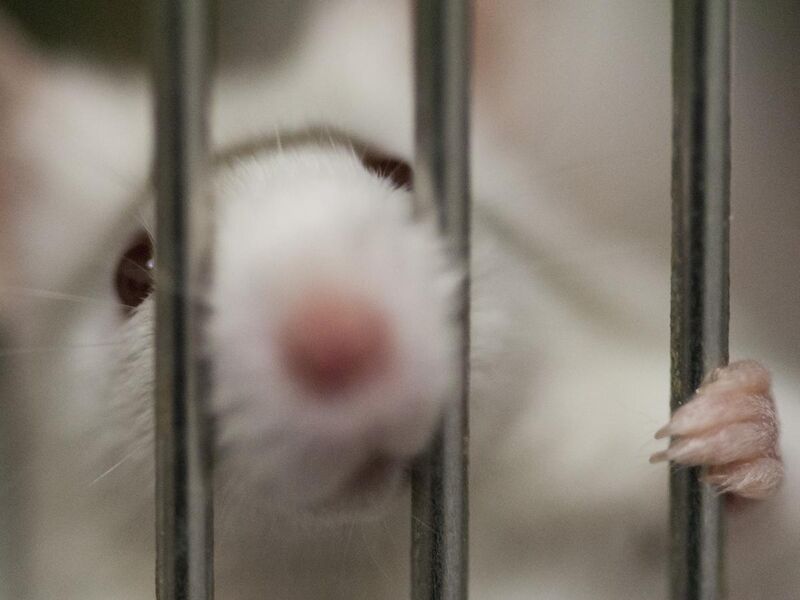 File:Mouse in a cage.jpg