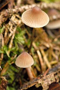 Mycena.flavescens.-.lindsey.jpg