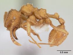 Myrmicocrypta squamosa casent0173990 profile 1.jpg