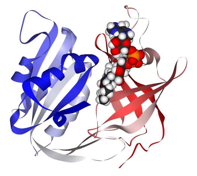 File:NADH cytochrome B5 reductase 1UMK.png