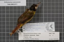 Naturalis Biodiversity Center - RMNH.AVES.99837 1 - Orthotomus samarensis Steere, 1890 - Sylviidae - bird skin specimen.jpeg