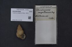 Naturalis Biodiversity Center - RMNH.MOL.161356 - Tudorina rangelina (Poey, 1851) - Annulariidae - Mollusc shell.jpeg
