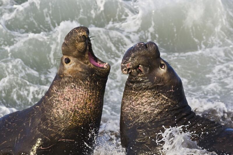 File:Northern Elephant Seal, San Simeon2.jpg