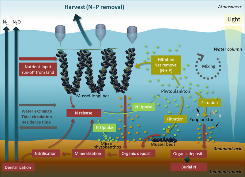 File:Nutrient extraction services provided by bivalves.png