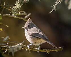 Oak Titmouse (40414129682).jpg