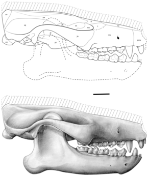 Ocepeia daouiensis skull reconstruction (lateral).png