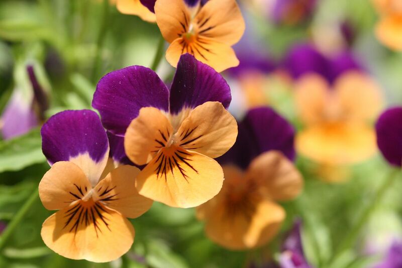 File:Orange violet pansies.jpg