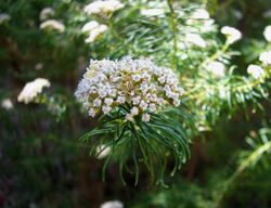 Ozothamnus rogersianus.jpg