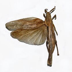 Pamphagidae - Xiphoceriana atrox.JPG