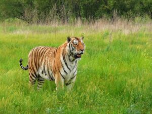 Panthera tigris altaica 東北虎 - panoramio.jpg
