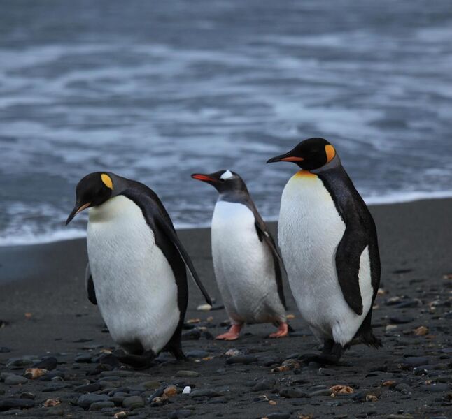 File:Penguins walking -Moltke Harbour, South Georgia, British overseas territory, UK-8.jpg