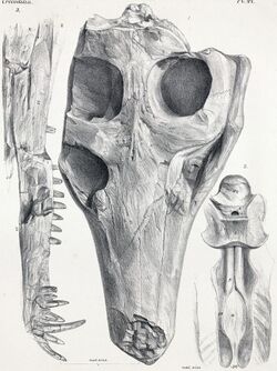 Petrosuchus.jpg