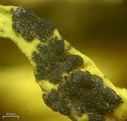 Phacopsis vulpina - Flickr - pellaea (3).jpg