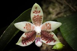 Phalaenopsis inscriptiosinensis Fowlie, Orchid Digest 47 11 (1983) (41267534755).jpg