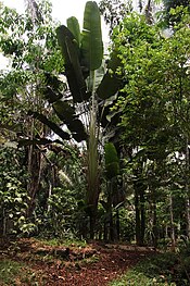 Phenakospermum guyannense imported from iNaturalist photo 31072639 on 21 January 2024.jpg