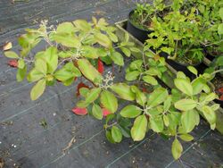 Photinia prionophylla (17725807389).jpg