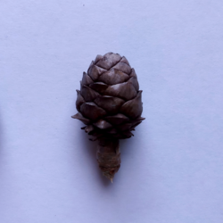 Pinus pumila × sibirica pine cone (hybridized).png