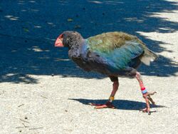 Porphyrio hochstetteri -Tiritiri Matangi Island-8.jpg