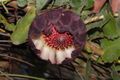 Protea amplexicaulis 15959434.jpg