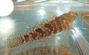 Tubenose goby swimming in a glass tank