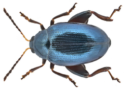 Psylliodes dulcamarae (Koch, 1803) (15989263097).png