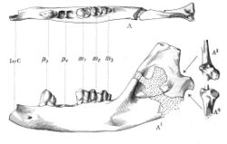 Ptolemaia lyonsi jaw (cropped).jpg