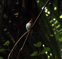 Puerto Rican Tody (Todus mexicanus) in El Yunque National Forest.jpg
